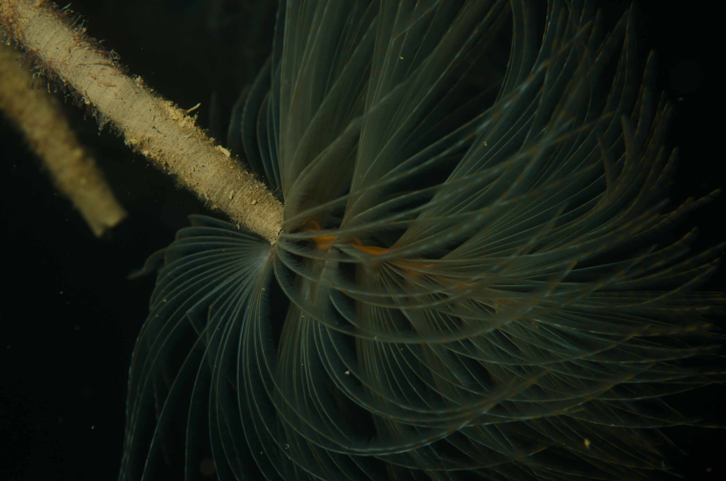 DSC_3194 – Mediterranean, fanworm, Sabella, spallanzanii, marine, pest, Auckland, underwater, crispin, nz, new, zealand, new zealand, fan, worm, marine, pest, invasive, Biosecurity
